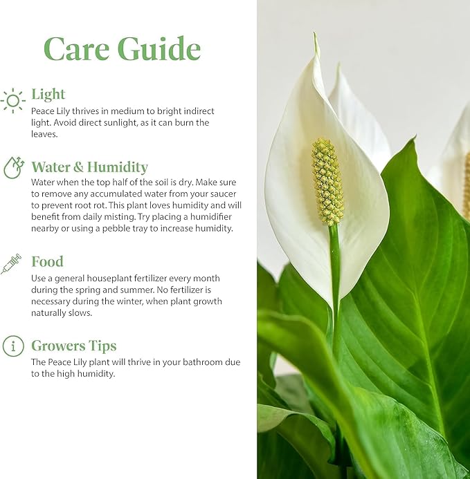American Plant Exchange Variegated Peace Lily 'Domino' – 6-Inch Pot w/Deco Cover, 1-2 Ft Tall, Live Indoor Flowering Houseplant, Easy Care, Low Light, Housewarming, Sympathy, or Party Gift