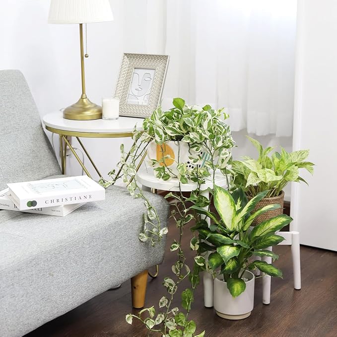 Pothos N'joy (6 inch) - Air-Purifying Houseplants - 4/6 inch Unique Live Decorative Houseplants - Low-Maintenance Indoor Plants, House Warming Gift, Natural Air Purifier