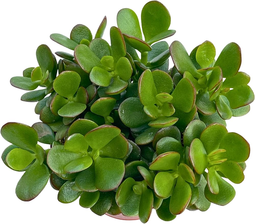 Jade Plant 4" Crassula Ovata Jade Compact Succulent Plants Live, Easy to Grow Hard to Kill Houseplant by The Succulent Cult