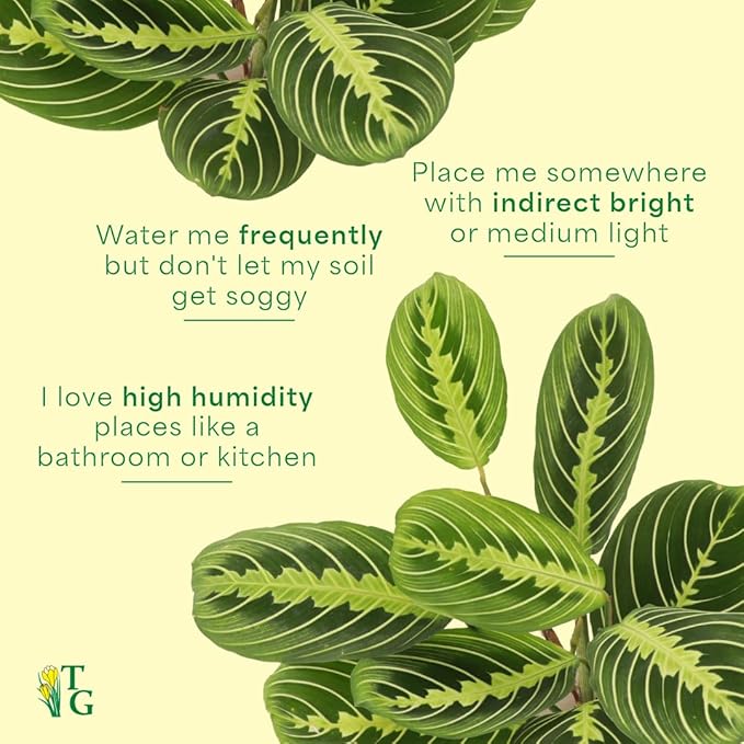 Thorsen's Greenhouse Lemon Lime Prayer Plant, Live Indoor Plant, Pet Friendly, Attractive Houseplant, Lemon Maranta, Natural Air Purifier, Easy to Grow, 4" Diameter Pot (Black - Hanging)