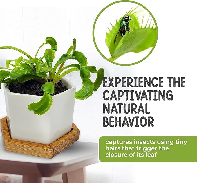 Venus Fly Trap Live Plant with 2.7" Modern White Hexagonal Ceramic Pot with Saucer + Venus Fly Trap Food, Feeding Tweezers, Carnivorous Plants Soil and Live Venus Flytrap