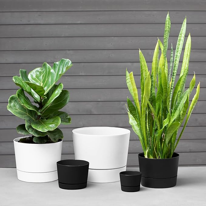 Root & Vessel Majestic Mid-Century Modern Low Profile Cylinder Pot, Matte Black, 4.5"