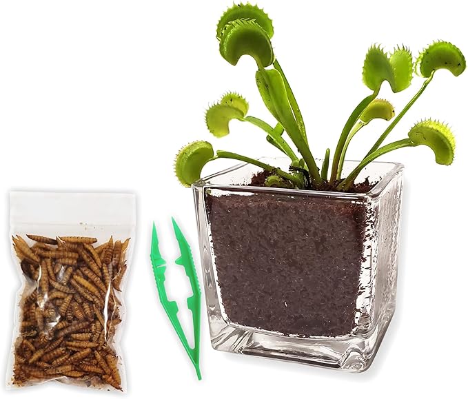 Venus Fly Trap Live Plant with 2.5" Classy Glass Cube Pot + Venus Fly Trap Food, Feeding Tweezers, Carnivorous Plants Soil and Live Venus Flytrap