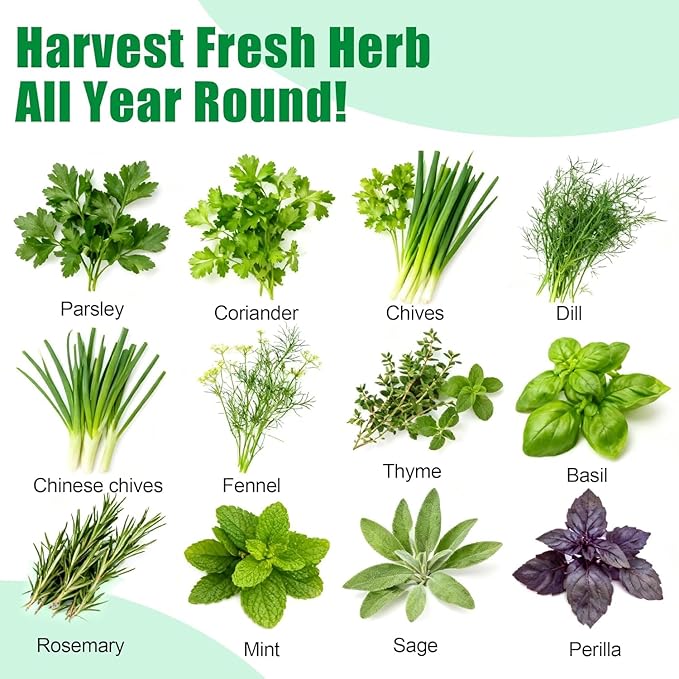 Gourmet Herb Seed Pod Kit, 12 Universal Indoor Herb Seed Pod Set with Parsley, Thyme, Mint, Cilantro, Dill, and Oregano - Compatibility with All Hydroponic Systems