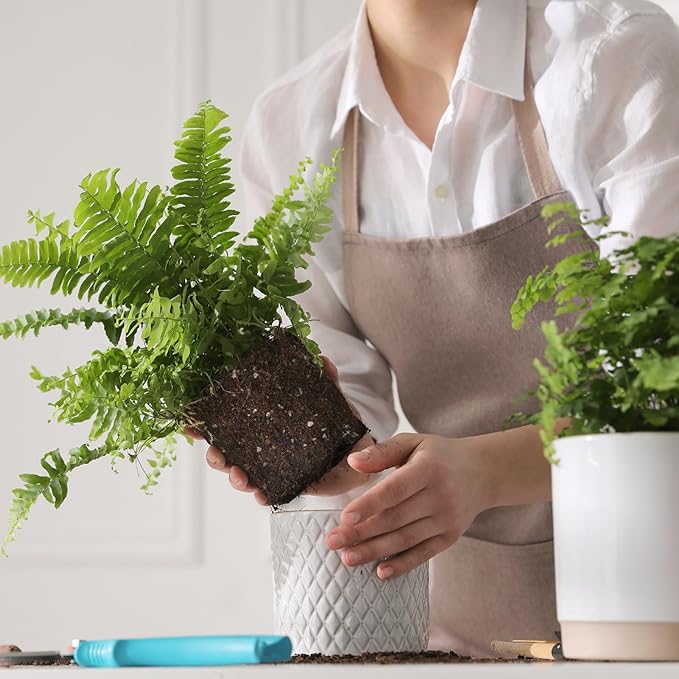 Doter Potting Soil Mix for Fern 1qt, Custom Hand Blended Mixture Suitable for Indoor/Outdoor Potted Fern Plant