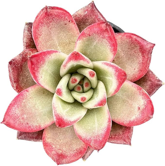 Sprout N Green Echeveria Japanese Pink Cherry, Live Rare Succulent Potted 2" Planter, Real House Plant for Party Favors Home Indoor Outdoor Garden Wedding Decoration DIY Projects