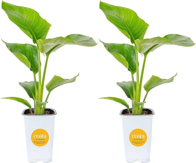 Costa Farms White Bird of Paradise (2-Pack) Live Indoor Plants, 16-24 Inches Tall in Grower Pots | Strelitzia nicolai, Easy Care Real Tropical Houseplants for Home or Office Decor