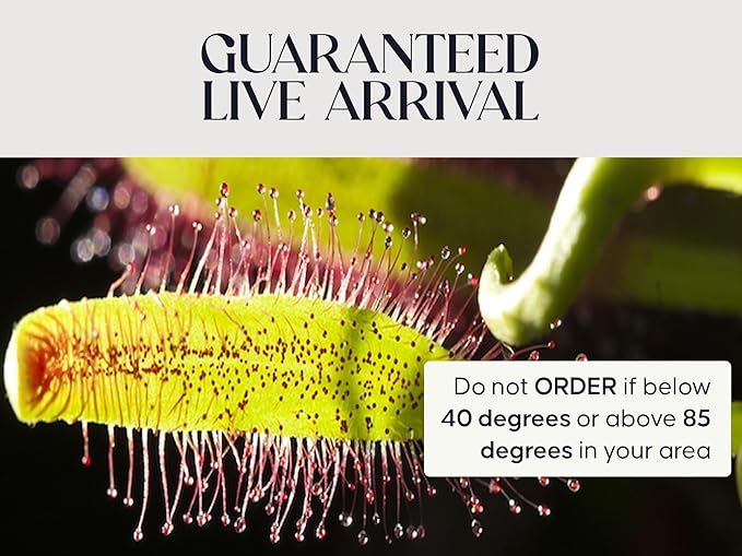 Sundew Carnivorous Plants Live with 2.7" Modern White Hexagonal Ceramic Pot with Saucer + Venus Fly Trap Food, Feeding Tweezers and Carnivorous Plants Soil