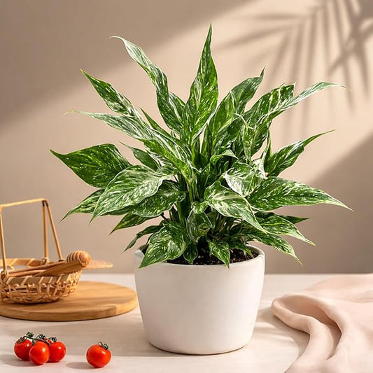 Variegated Spathiphyllum 'Domino' (6 inch) - Air-Purifying Houseplants - 4/6 inch Unique Live Decorative Houseplants - Low-Maintenance Indoor Plants, House Warming Gift, Natural Air Purifier