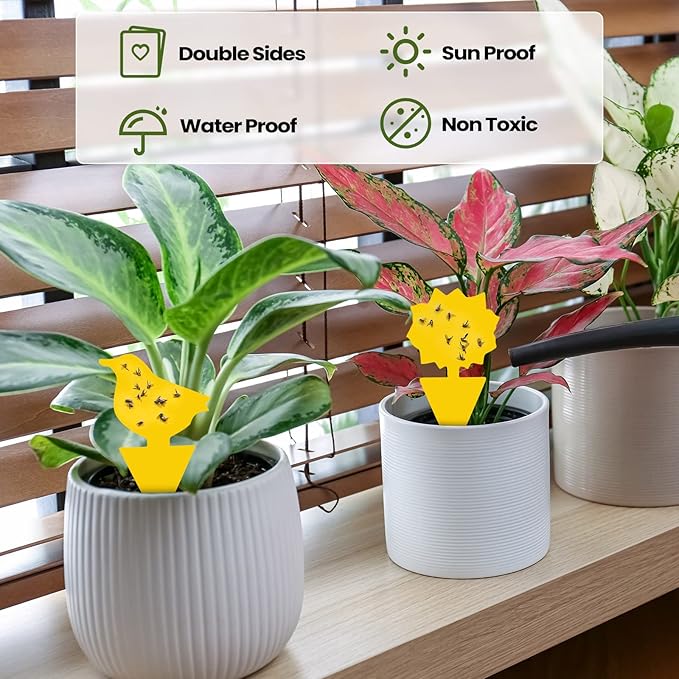 Qualirey 50 Sheets Fruit Fly Sticky Traps for Fruit Fly Gnat Trap for House Indoors Sticky Traps Catcher for Gnats Fungus Gnats Mosquito Catcher Kitchen Outdoor Plants(Classic Style, Yellow Color)