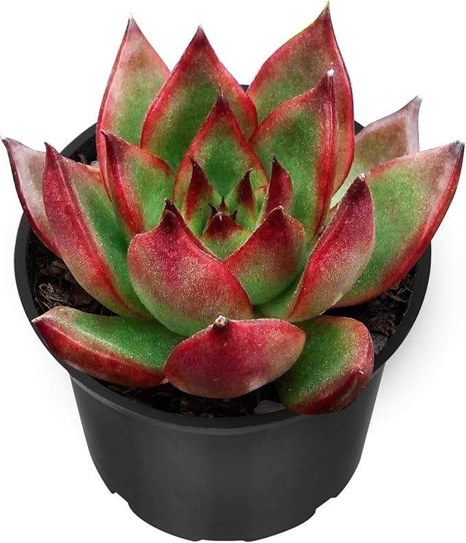 Sprout N Green Echeveria Agavoides Wild Horse, Live Succulent Fully Rooted in 2" Pot with Soil Mix, Houseplant for Indoor Outdoor Home Office Wedding Decor Party Favor, Easy to Care, Pet-Friendly