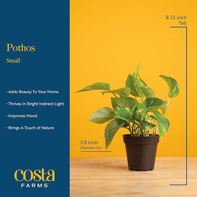 Costa Farms Pothos Live Plants, Devil's Ivy in Plastic Pots, Easy to Maintain, Air Purifying Indoor Houseplants, Home, Room, or Office Decor, House Warming Gift, 8-12 Inches Tall, Pack of 4