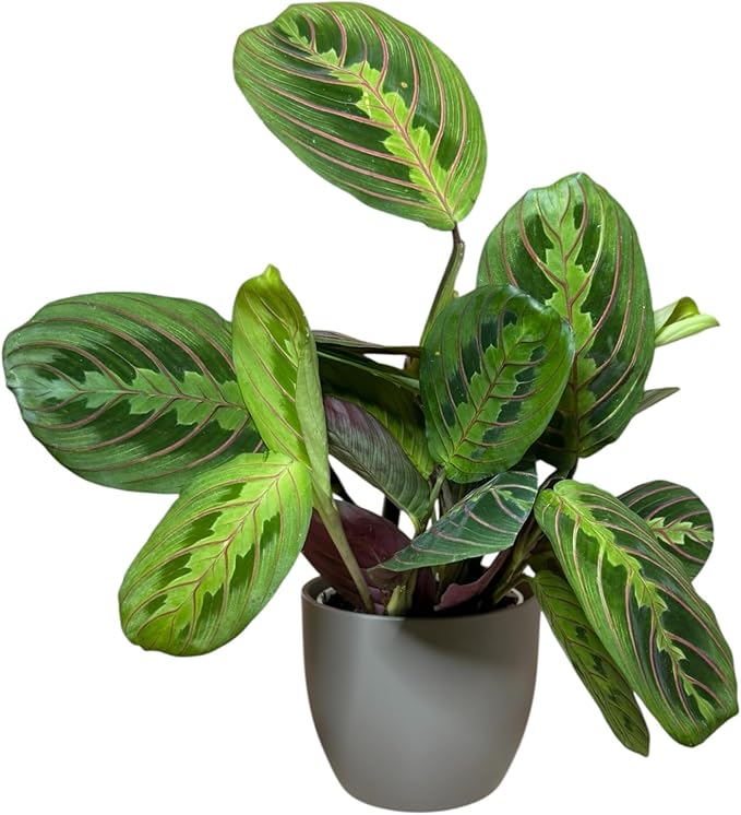 Live Plant, Red Maranta Prayer Plant, Pet Friendly, Air Purifying Plant, Easy Care, Easy to Grow Live Indoor Plant, Houseplant, Rare Indoor Plant, Home Décor 4.7 inch Pot (Slate)