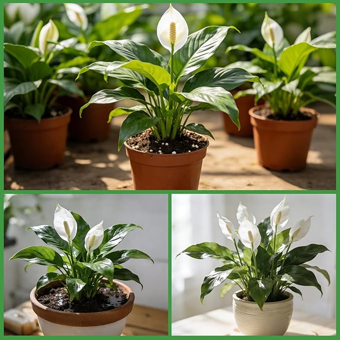 Premium Peace Lily Potting Soil 2qt– All Natural, Well-Draining & Breathable Soil for Peace Lily & Indoor Plants