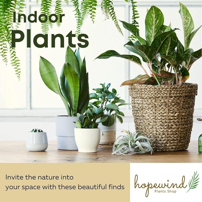 Snake Plant, Sansevieria, Live Indoor Plant, Easy Care, Air Purifying Plant, 4 inch Pot (Foreset Star)