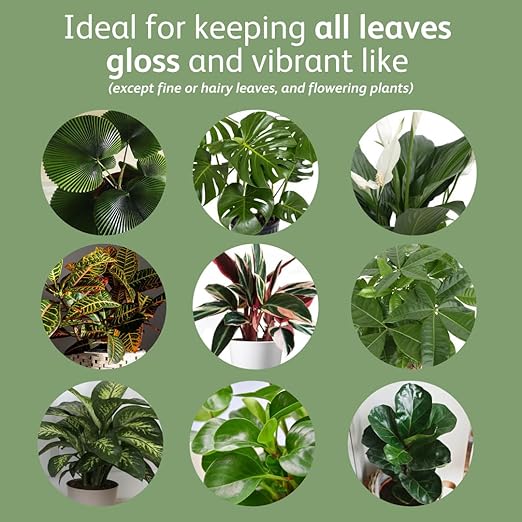 Chrysal Leafshine 5.6 oz (250 ml) Spray for Indoor Plants – Flower Arrangement Spray for Bouquets, House Plants & More – Environmentally Safe Dust Remover & Leaf Cleaner (3 Pack)