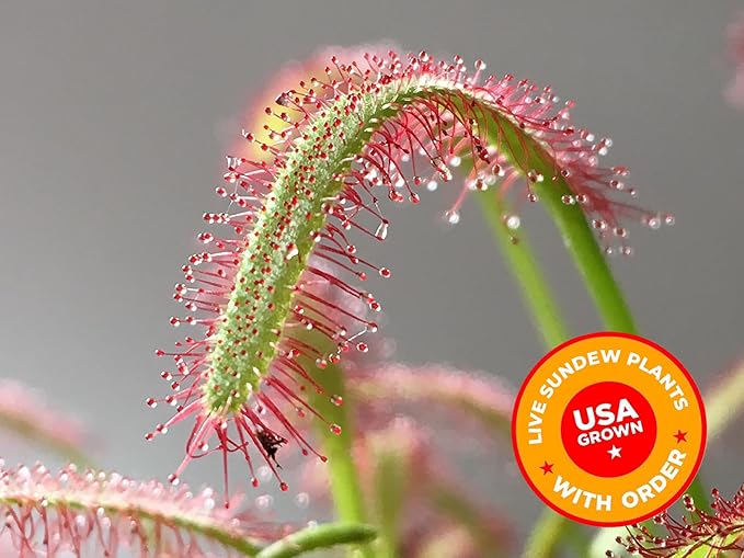 Sundew Carnivorous Plants Live with 2.7" Modern White Hexagonal Ceramic Pot with Saucer + Venus Fly Trap Food, Feeding Tweezers and Carnivorous Plants Soil