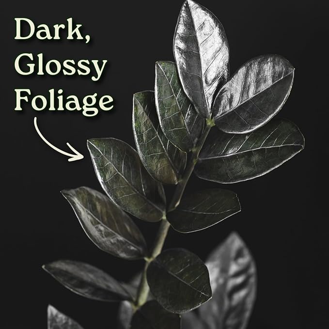 Live Raven ZZ Plant – Black Zamioculcas Zamiifolia, 6" Nursery Pot, 14–18" Tall – Rare Tropical Indoor Houseplant with Deep Purple-Black Foliage – Low Light & Low Maintenance