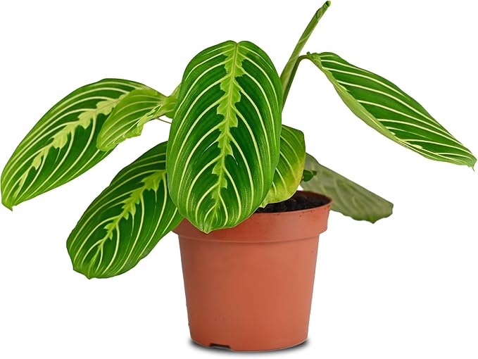 California Tropicals Lemon Lime Prayer Plant - Maranta - Rare Variety Live House Plant - Tropical Decor - Unique Real Plants Interior Garden Outdoors Supplies - Small Pot - 4 Inch Potting Decor