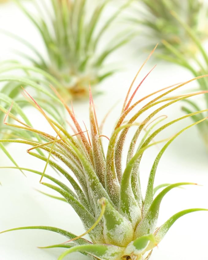 Shop Succulents Ionantha Tillandsia Air Plants, Assorted Mini Live Indoor Plants for Home Decor & Gifts, Low Maintenance, Natural Air Purifier, Hanging Plants, Favors, Terrarium Plants, Pack of 50