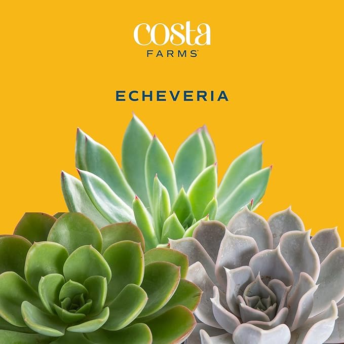 Costa Farms Grower Pot, 4-Pack Echeveria Succulents Live Indoor Plant 3-Inches Tall, in Grower's Pot