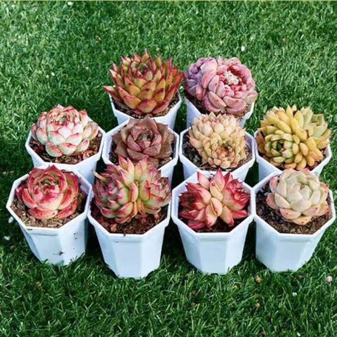 Succulents Plants Live Mini Succulent Pots in 2" Pots Indoor Desk Home Decor Gift Set Indoor Plants Live Houseplants for Room Decor (4 Succulent Plants)