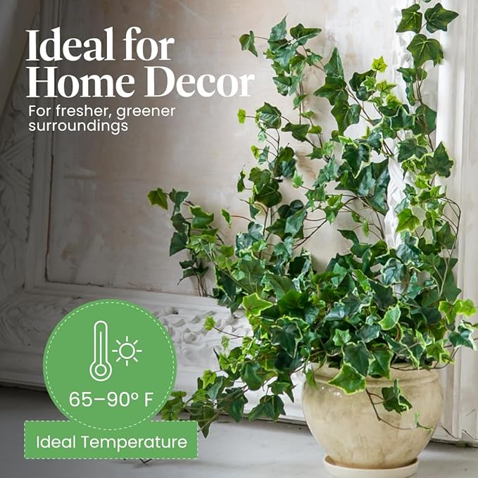 American Plant Exchange Variegated English Ivy – 6-Inch Pot – Live Easy Care Trailing Houseplant with Green & White Leaves for Hanging Baskets, Indoor Planters, Home & Office Décor