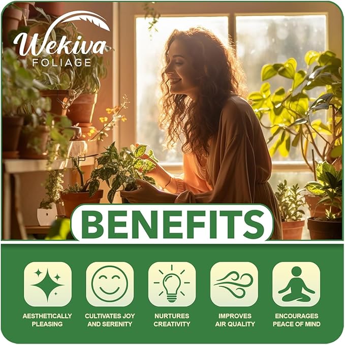 Peacock Plant - 10 Live Plants in 4 Inch Pots - Calathea Makoyana- Beautiful Easy to Grow Air Purifying Indoor Plant