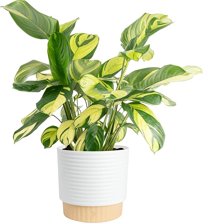 Costa Farms Calathea Live Plant in Decorative Pot, Large Indoor Houseplant, Perfect for Home, Room, or Office Decor, Great House Warming or Birthday Gift, 2-3 Feet Tall