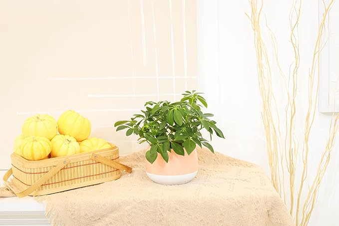 Schefflera Arboricola - Dwarf Umbrella Tree (4" Grower Pot) - Tropical Houseplant - Low Light and Healthy Houseplant - Easy to Care Indoor Houseplant