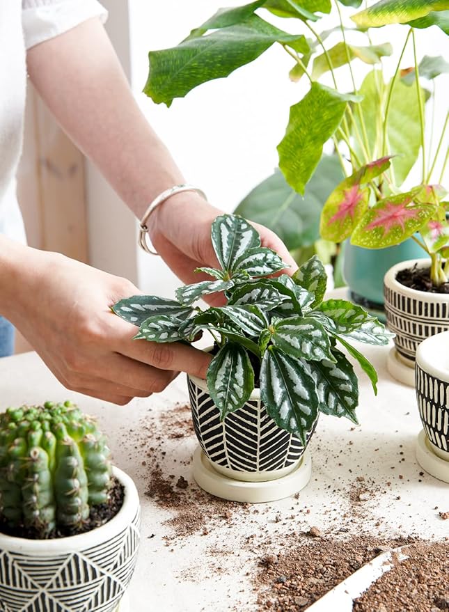LE TAUCI 3 Inch Boho Succulent Pots, Artisanal Small Succulent Planters, Cement Small Plant Pots for Plants, Box for Mom, Women, Set of 4, Black and Cream White