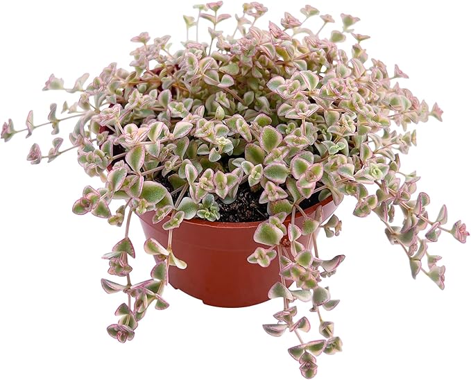 Sprout N Green 4" Sedum Little Missy Variegated, Live Trailing Succulent Rooted in Pot, House Plant for Home Office Wedding Hanging Decoration, DIY Projects, Party Favor, Pet Friendly, Easy to Care