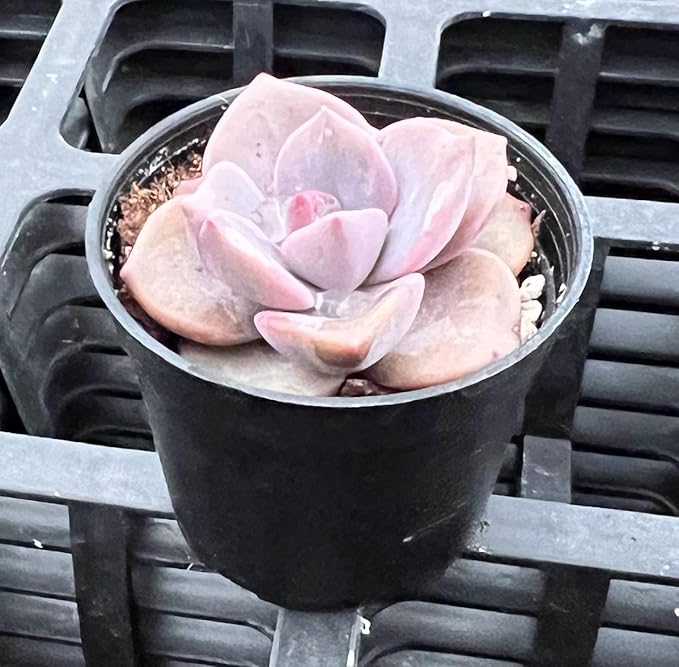 Sprout N Green Graptopetalum Rainbow Candy, Rare Live Succulent Plant Fully Rooted in 2" Planter, Home Office Indoor Outdoor Wedding Decoration DIY Projects Party Favor
