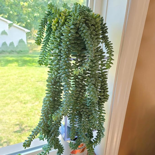 Sprout N Green Donkey's Tail, Live Sedum Morganianum-Burro's Tail Succulent Rooted in 2" Pot, House Plant for Indoor Outdoor Home Office Wedding Decoration Party Favor, Easy to Care, Pets Friendly