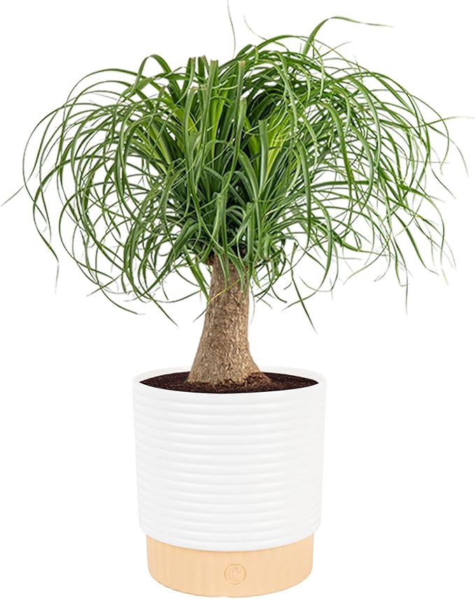 Costa Farms Ponytail Palm Live Plant in Decorative Pot, Easy to Maintain Indoor Houseplant, Perfect for Home, Room, or Office Decor, Great House Warming or Birthday Gift, 12-24 Inches Tall