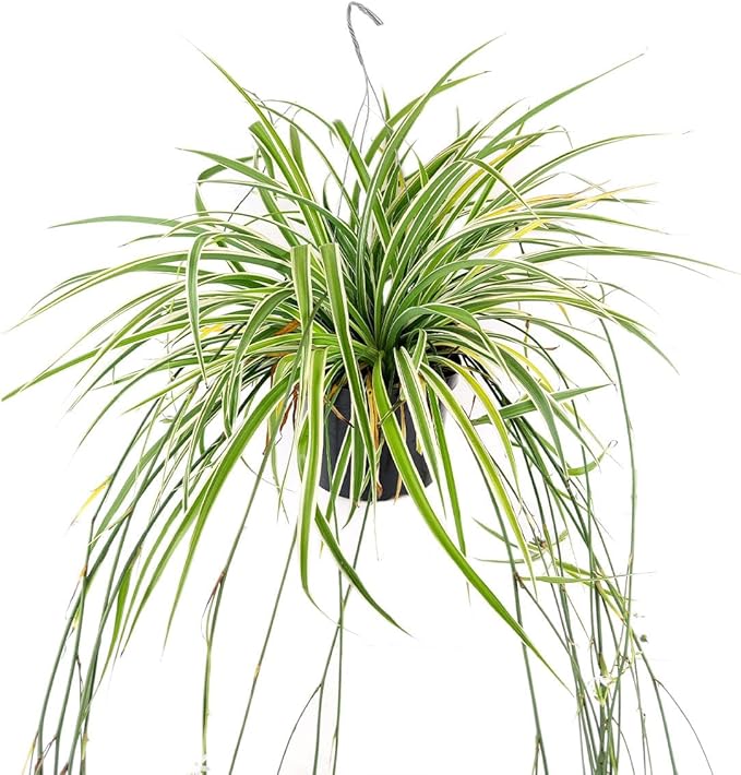 Spider Plant (4 inch) - Air-Purifying Houseplants - 4/6 inch Unique Live Decorative Houseplants - Low-Maintenance Indoor Plants, House Warming Gift, Natural Air Purifier