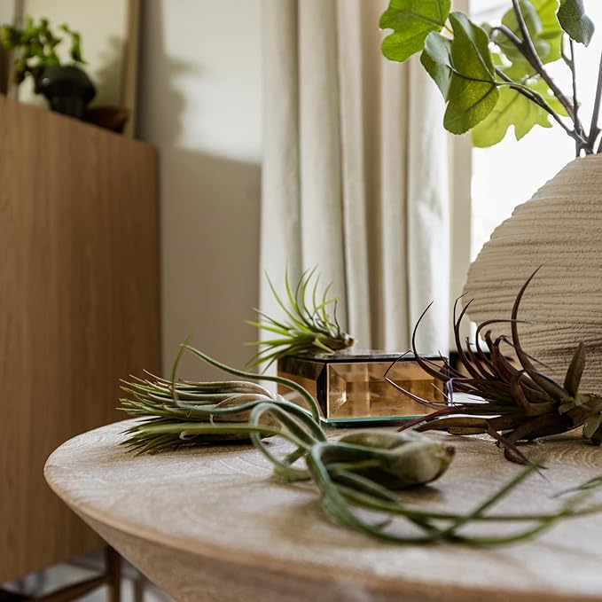 Air Plants - Tillandsia Variety Pack, Regular 1-3" - 5ct - Live Arrival Guaranteed - House Plants for Home Decor & Gift
