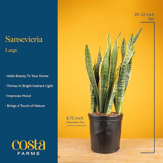 Costa Farms Snake Plant, Mother-in-Law's Tongue Live Plant in Decorative Pot, Large Easy to Maintain Indoor Succulent Houseplant, Assorted Variety, Home, Room, or Office Décor, 2-3 Feet Tall