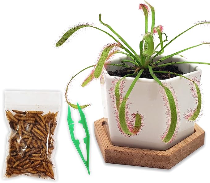 Sundew Carnivorous Plants Live with 2.7" Modern White Hexagonal Ceramic Pot with Saucer + Venus Fly Trap Food, Feeding Tweezers and Carnivorous Plants Soil