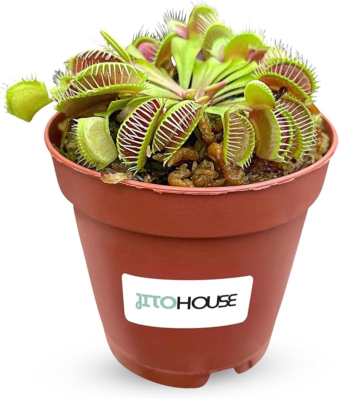 Venus Fly Trap Plant Pet Friendly Non-Toxic 2" Pot Live Carnivorous Plant for Indoor & Outdoor Use | Easy to Grow Bugs Catcher Trap Houseplant for Beginners | Live Plant in 2" Nursery Pot - JitoHouse