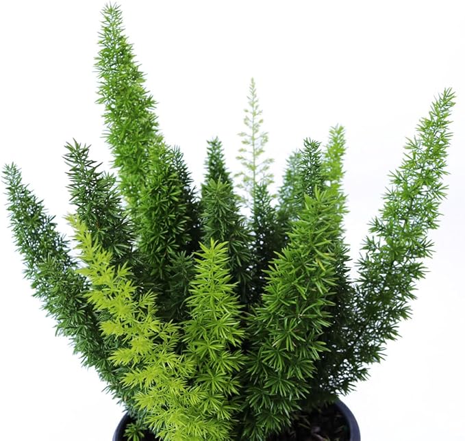American Plant Exchange Foxtail Fern – 6-Inch Pot – Live Easy Care Tropical Plant with Arching Needle-Like Foliage for Indoor Décor, Patios, Containers, Hanging Baskets & Garden Landscapes