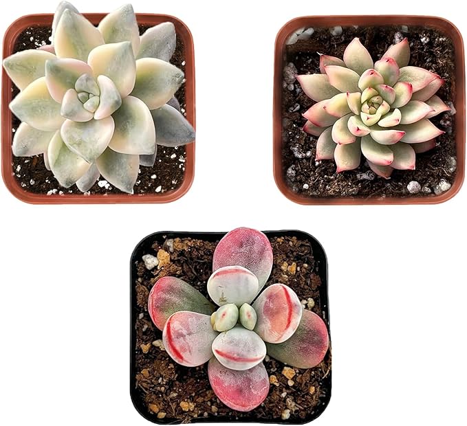Succulent Plants (3 Pack), Live Succulents Fully Rooted in 2" Grower Pots, Unique Potted House Plant for DIY, Home Decor, Wedding Party Favor (Variegated Varieties)