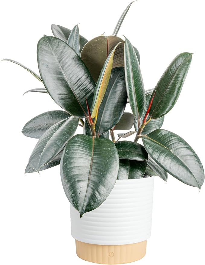 Costa Farms Burgundy Rubber Live Plant in Decorative Pot, Air Purifying Large Indoor Houseplant, Perfect for Home, Room, or Office Decor, Great House Warming or Birthday Gift, 2-3 Feet Tall