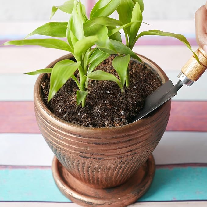 Doter Premium Lucky Bamboo Soil Mix 10qt, Indoor Plants Potting Mix for All Potted Luncky Bamboo, Promote Healthy Growth and Longevity