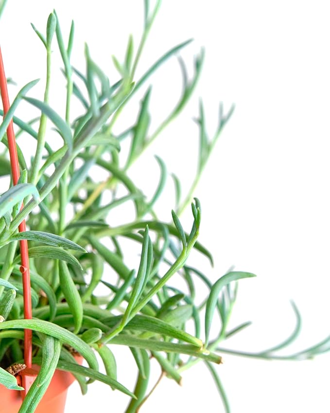 Shop Succulents String of Fishhooks Hanging Succulent, Senecio Radicans Glauca, Fully Rooted Live 6" Succulent Plant with Hanger, Low Maintenance Indoor Plant, Hardy Trailing Succulents, Gift & Garden