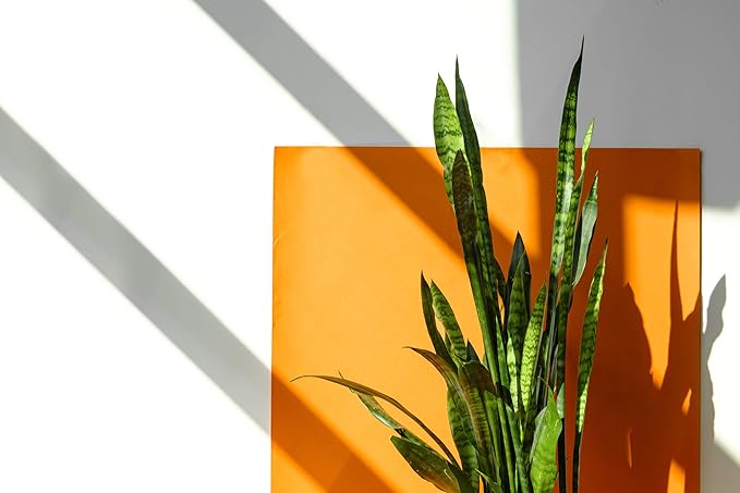 Live Snake Plant, Sansevieria Zeylanica, Indoor House Plant in Pot, Mother in Law Tongue Sansevieria Plant Live, Potted Succulent Plant, Fully Rooted Houseplant in Potting Soil by Plants for Pets
