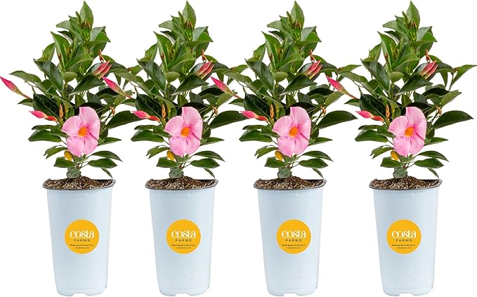 Costa Farms Live Mandevilla Outdoor Plants (4-Pack), Pink Flowering Vines in 1.5 Pint Pots, Tropical Perennial for Patio, Trellis & Balcony Decor, Pollinator Friendly, 12-14 Inches Tall