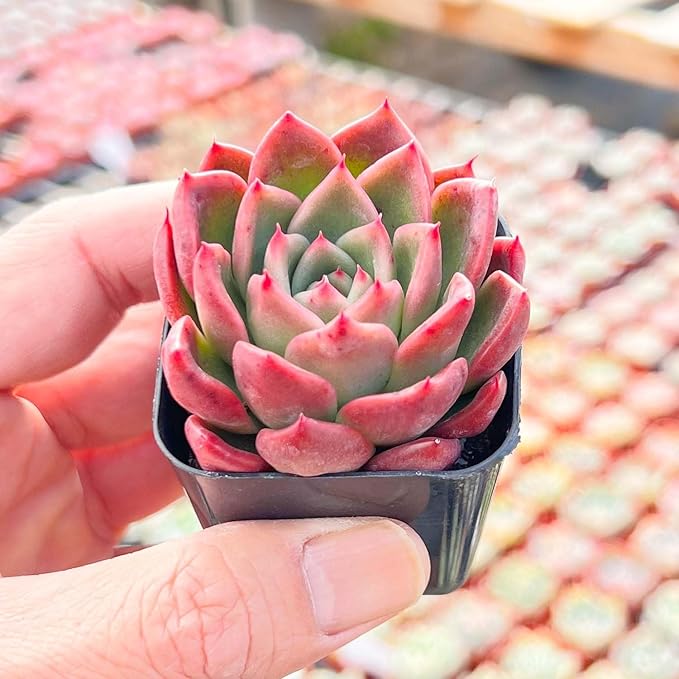 Live Succulent Echeveria Agavoides 'Calistos', 2 Inch Fully Rooted Potted Plant, Easy Care & Drought Tolerant, Indoor Houseplant for Home Decor