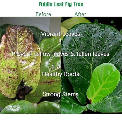 FOLLOWIN Fiddle Leaf Fig Fertilizer & Plant Food for Ficus Lyrata - Concentrated Liquid, 3-1-2 NPK, Urea Free, 7 Chelated Micronutrients for Larger Leaves, Stronger Roots & New Growth, 21 fl oz