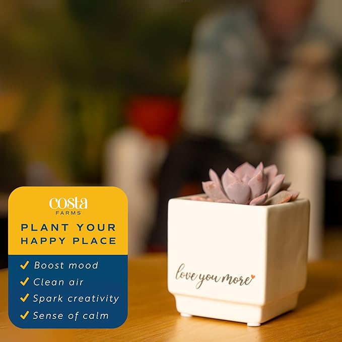 Costa Farms Mini Succulent Live Plant, Easy to Grow Echeveria Succulent in Cute Pot, Tabletop Succulents Room Decor, Housewarming, 4-Inches Tall | Valentines Day Gift | Valentines Day Decoration